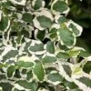 Variegated Creeping Fig (Ficus Pumila 'Variegata') - 10 Pack Of 4" Pint Pots 2 Variegated Creeping Fig (Ficus Pumila 'Variegata') - 10 Pack Of 4" Pint Pots -Garden Plants Shop ficus pumila variegata creeping fig 103