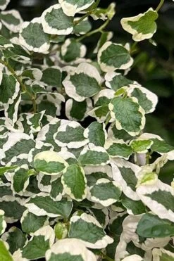 Variegated Creeping Fig (Ficus Pumila 'Variegata') - 10 Pack Of 4" Pint Pots