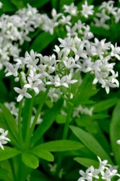 Sweet Woodruff (Galium Odoratum) - 5 Pack Of Quart Pots -Garden Plants Shop galium odoratum sweet woodruff 3