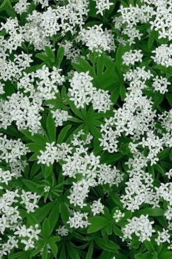 Sweet Woodruff (Galium Odoratum) - 5 Pack Of Quart Pots -Garden Plants Shop galium odoratum sweet woodruff 5