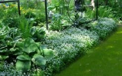 Sweet Woodruff (Galium Odoratum) - 6 Pack Of Pint Pots -Garden Plants Shop galium odoratum sweet woodruff 6 1