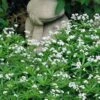 Sweet Woodruff (Galium Odoratum) - 5 Pack Of Quart Pots 1 Sweet Woodruff (Galium Odoratum) - 5 Pack Of Quart Pots -Garden Plants Shop galium odoratum sweet woodruff 7