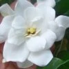 Fall In Love Cold Hardy Gardenia - 1 Gallon Pot 1 Fall In Love Cold Hardy Gardenia - 1 Gallon Pot -Garden Plants Shop gardenia Fall In Love WB 500x750 1