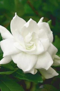 August Beauty Gardenia (Single Trunk Topiary Tree) - 5 Gallon Pot -Garden Plants Shop gardenia august beauty 5 500x750 1