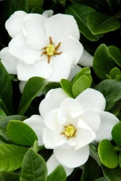 Buttons Gardenia - 1 Gallon Pot -Garden Plants Shop gardenia buttons 1