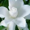 Celestial Star Gardenia - 1 Gallon Pot -Garden Plants Shop gardenia celestial star 1