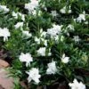 Radicans Creeping Dwarf Gardenia - 1 Gallon Pot -Garden Plants Shop gardenia creeping 22 1