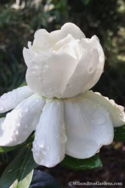 Crown Jewel Gardenia - 1 Gallon Pot