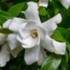 Fool Proof Gardenia - 2 Gallon Pot -Garden Plants Shop gardenia fool proof 1