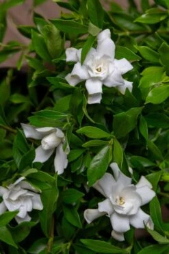 Fool Proof Gardenia - 2 Gallon Pot -Garden Plants Shop gardenia fool proof 4