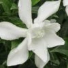 Frost Proof Gardenia - 1 Gallon Pot -Garden Plants Shop gardenia frost proof 15 2