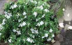 Frost Proof Gardenia - 3 Gallon Pot -Garden Plants Shop gardenia frost proof 50