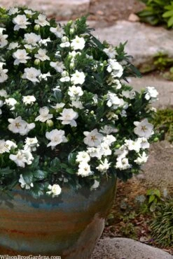 Buttons Gardenia - 6 Pack Of 1 Gallon Pots -Garden Plants Shop gardenia jasminoides buttons 10 2