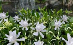 Crescent Moon Dwarf Gardenia - 6 Pack Of 1 Gallon Pots -Garden Plants Shop gardenia jasminoides crescent moon dwarf creeping 2 1