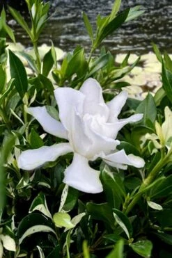 Crescent Moon Dwarf Gardenia - 1 Gallon Pot -Garden Plants Shop gardenia jasminoides crescent moon dwarf creeping 6