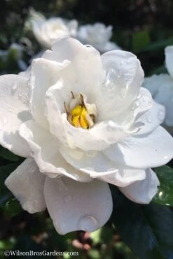 Crown Jewel Gardenia - 6-Pack Of 1 Gallon Pots -Garden Plants Shop gardenia jasminoides crown jewel 11