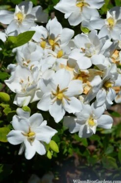 Snow Flurry Hardy Gardenia - 3 Gallon Pot -Garden Plants Shop gardenia jasminoides snow flurry 2 1