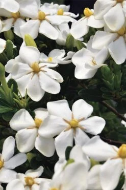 Snow Girl Hardy Dwarf Gardenia - 3 Gallon Pot -Garden Plants Shop gardenia jasminoides snow girl 1