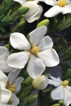 Snow Girl Hardy Dwarf Gardenia - 3 Gallon Pot -Garden Plants Shop gardenia jasminoides snow girl 2