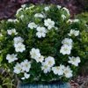 Snow Globe Gardenia - 3 Gallon Pot 1 Snow Globe Gardenia - 3 Gallon Pot -Garden Plants Shop gardenia jasminoides snow globe 1