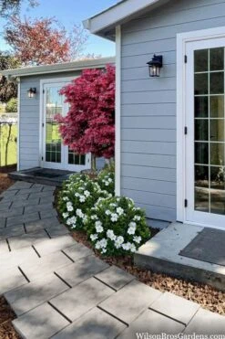 Snow Globe Gardenia - 1 Gallon Pot -Garden Plants Shop gardenia jasminoides snow globe 3 1