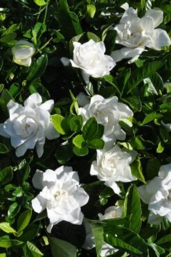 Snow Puff Hardy Gardenia - 7 Gallon Pot -Garden Plants Shop gardenia jasminoides snow puff 2