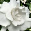 Snow Puff Hardy Gardenia - 1 Gallon Pot -Garden Plants Shop gardenia jasminoides snow puff 4 2