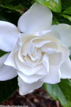 Summer Snow Gardenia - 3 Gallon Pot -Garden Plants Shop gardenia jasminoides summer snow 3