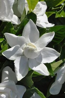 Summer Snow Gardenia - 3 Gallon Pot -Garden Plants Shop gardenia jasminoides summer snow 5