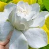 Gold Doubloon Gardenia - 6 Pack Of 1 Gallon Pots -Garden Plants Shop gardenia ogon no hana gold doubloon 10 2