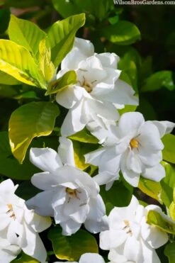 Gold Doubloon Gardenia - 1 Gallon Pot 10 Gold Doubloon Gardenia - 1 Gallon Pot -Garden Plants Shop gardenia ogon no hana gold doubloon 3 1
