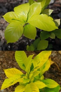 Gold Doubloon Gardenia - 1 Gallon Pot 11 Gold Doubloon Gardenia - 1 Gallon Pot -Garden Plants Shop gardenia ogon no hana gold doubloon 4 1