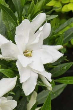 Radicans Creeping Dwarf Gardenia - 6 Pack Of 1 Gallon Pots -Garden Plants Shop gardenia radicans 22