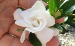 Jubilation Gardenia - 2.5 Quart Pot 10 Jubilation Gardenia - 2.5 Quart Pot -Garden Plants Shop gardeniajubilation 5