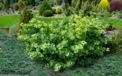 Mariken Dwarf Ginkgo Tree - 2 Gallon Pot -Garden Plants Shop ginkgo biloba mariken dwarf 5