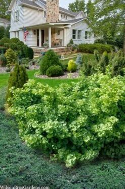 Mariken Dwarf Ginkgo Tree - 3 Gallon Pot (1.5-2.5') -Garden Plants Shop ginkgo biloba mariken dwarf 6 1