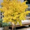 Mariken Dwarf Ginkgo Single Trunk Topiary Tree - 2 Gallon Pot -Garden Plants Shop ginkgo biloba mariken single trunk topiary tree 2