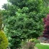 Jade Butterfly Dwarf Ginkgo Tree - 3 Gallon Pot -Garden Plants Shop ginkgo jade butterfly 10