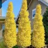 Sky Tower Ginkgo Maidenhair Tree (Male) - 3 Gallon Pot -Garden Plants Shop ginkgo sky tower 20 1