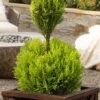 Goldcrest Monterey Lemon Cypress - 2-Ball Poodle Tier Topiary - 2 Gallon Pot -Garden Plants Shop goldcrest monterey lemon cypress two ball poodle tier topiary 1