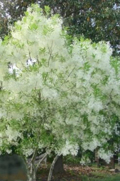 Grancy Graybeard - White Fringe Tree - 3 Gallon Pot -Garden Plants Shop grancy graybeard tree flowers 22 500x750 1