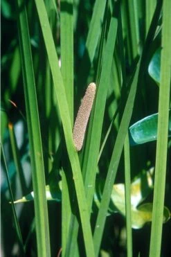 American Sweet Flag (Acorus Americanus) - 1 Gallon Pot -Garden Plants Shop grass american sedge 500x750 1