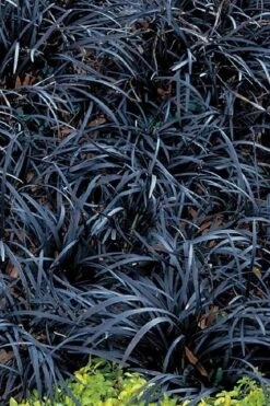 Dwarf Black Mondo Grass - 5 Pack Of Quart Pots -Garden Plants Shop grass dwarf black mondo 3 500x750 1