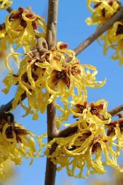 Arnold Promise Witch Hazel - 7 Gallon Pot -Garden Plants Shop hamamelis intermedia arnolds promise witch hazel 1