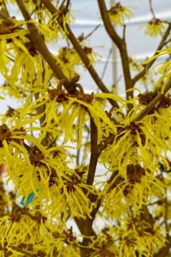 Arnold Promise Witch Hazel - 7 Gallon Pot -Garden Plants Shop hamamelis intermedia arnolds promise witch hazel 2