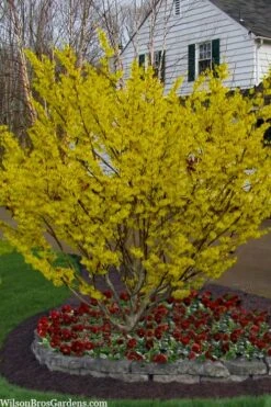 Arnold Promise Witch Hazel - 7 Gallon Pot -Garden Plants Shop hamamelis intermedia arnolds promise witch hazel 4