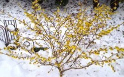 Arnold Promise Witch Hazel - 7 Gallon Pot -Garden Plants Shop hamamelis intermedia arnolds promise witch hazel 5