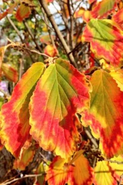 Arnold Promise Witch Hazel - 7 Gallon Pot -Garden Plants Shop hamamelis intermedia arnolds promise witch hazel 7