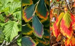 Arnold Promise Witch Hazel - 7 Gallon Pot -Garden Plants Shop hamamelis intermedia arnolds promise witch hazel 9