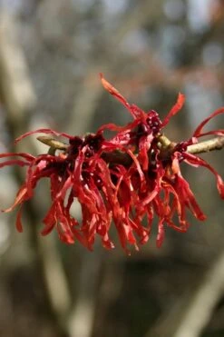Diane Red Witch Hazel (Hamamelis X Intermedia) - 7 Gallon Pot -Garden Plants Shop hamamelis intermedia diane witch hazel 4
